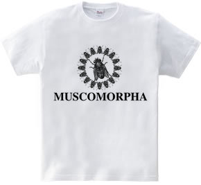 MUSCOMORPHA2