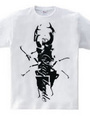 stag beetle