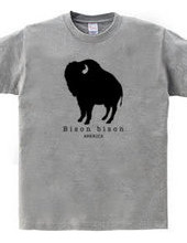 Bison bison