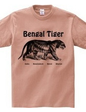 BENGAL TIGER