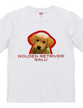 GOLDEN RETRIVER 1