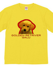 GOLDEN RETRIVER 1