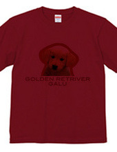 GOLDEN RETRIVER 1