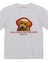 GOLDEN RETRIVER 1