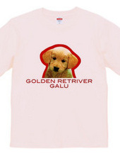 GOLDEN RETRIVER 1