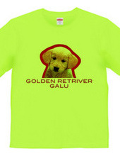 GOLDEN RETRIVER 1