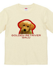 GOLDEN RETRIVER 1