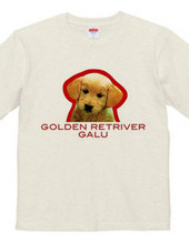 GOLDEN RETRIVER 1