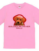 GOLDEN RETRIVER 1