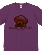 GOLDEN RETRIVER 1