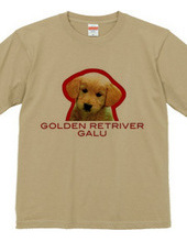 GOLDEN RETRIVER 1