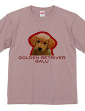 GOLDEN RETRIVER 1