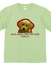 GOLDEN RETRIVER 1