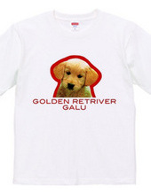 GOLDEN RETRIVER 1