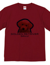 GOLDEN RETRIVER 2