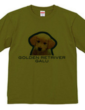 GOLDEN RETRIVER 2