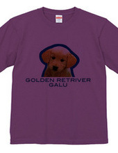 GOLDEN RETRIVER 2