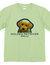 GOLDEN RETRIVER 2