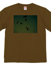 141-black kites