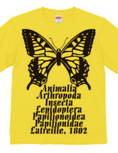 Swallowtail_B