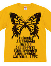 Swallowtail_B