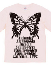 Swallowtail_B