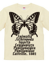 Swallowtail_B