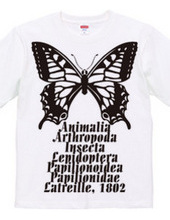 Swallowtail_B