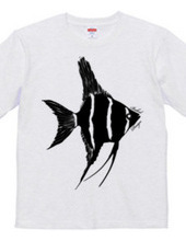 angelfish 01