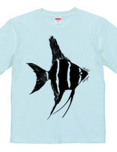 angelfish 01