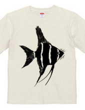 angelfish 01