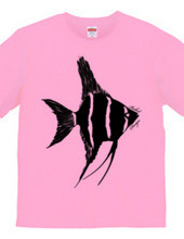 angelfish 01