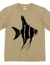 angelfish 01