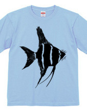 angelfish 01