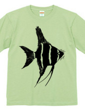 angelfish 01