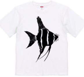 angelfish 01