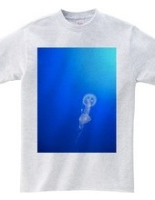 Jellyfish.