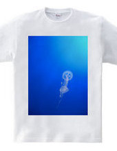 Jellyfish.