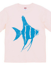 angelfish 02