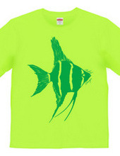 angelfish 02