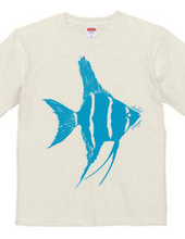 angelfish 02