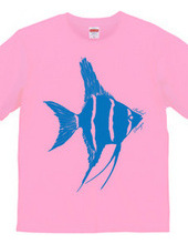 angelfish 02