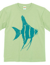 angelfish 02