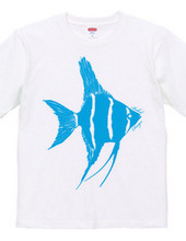 angelfish 02