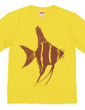 angelfish 03