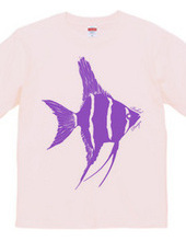 angelfish 03