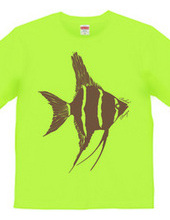 angelfish 03