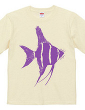 angelfish 03