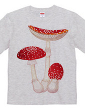 Amanita muscaria