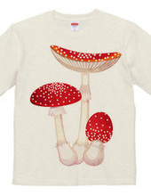 Amanita muscaria